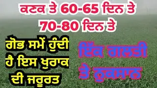 ਕਣਕ ਦੀ ਫਸਲ ਨੂੰ ਗੋਭ ਸਮੇਂ ਜਰੂਰੀ ਇਹ ਤੱਤ | Wheat crop nutrition at booting stage
