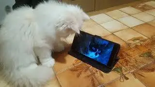 MAIS OU SE CACHE LE CHAT ?