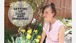 Plantspeak quick tips - Daffodil deadheading/ Spring bulbs/ how to get your bulbs blooming next year
