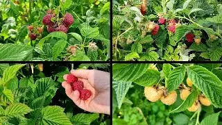 👍👍УРОЖАЙНОСТЬ МАЛИНЫ В ЭТОМ ГОДУ. ОБЗОР СОРТОВ