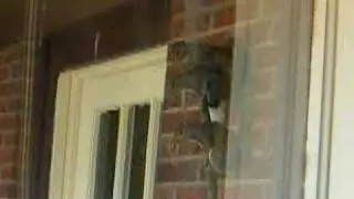 Dangerous Fluffy Kitten Threatens 7 Squirrels