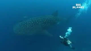 Под водой с акулами