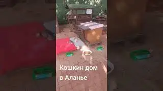 В Турции любят кошек#турция#кошкиндом
