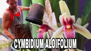 Growing Cymbidium Aloifolium: Tips and Care Essentials