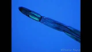 Ceratopogonidae   Bezzia sp