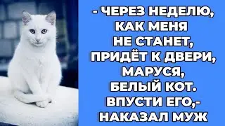 «Через неделю, как меня не станет, придет к двери, Маруся, белый кот. Истории из жизни до слез.
