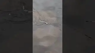 Pike on a snake #handmade #snake #youtubeshorts #youtube #shorts