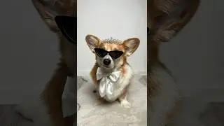 Me…? A princess? #corgi #doglover