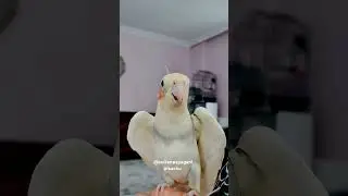 #sultanpapağanı #cockatiel #videos #shorts #short