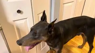 Don’t feed them while they are panting