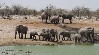 Elephants at a waterhole