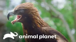 A águia-real, guardiã da civilização maia | Perdido no México | Animal Planet Brasil