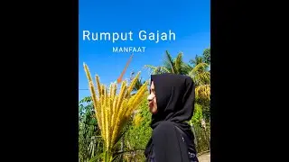 Manfaat Bunga Rumput Gajah, bisa dijadikan untuk dekorasi dan foto-foto
