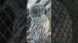 Лесная красотка🦉 