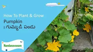 How to Plant & Grow Pumpkin || Gumadipandu|| Happy Halloween 🎃🎃🎃