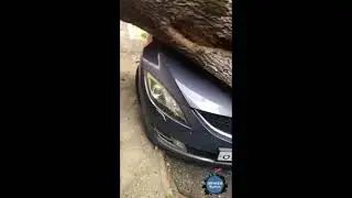 Из за сильного ветра в Туапсе упало дерево