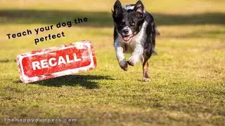 Teach your dog PERFECT RECALL in 5 minutes!