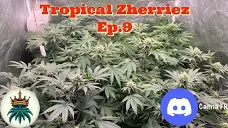 Tropical Zherriez Ep.9