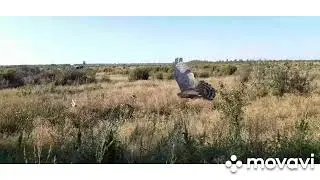 охота с ястребом