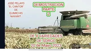 RENDIMIENTO DE 4 VARIEDADES DE SORGO SEMBRADAS EN TIERRAS DE BETO CABUTO EN QUIMICHIS SEGUNDA PARTE
