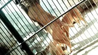 Зоопарк в Васильковые. Львы перекусывают.