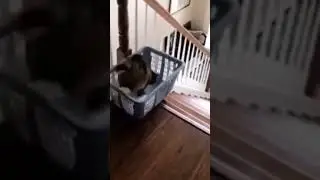 Funny animals #funny #shorts