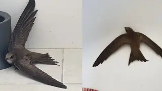СТРЕСС С САМОГО УТРА😯МУЖ УЛЕТЕЛ, А К НАМ ЗАЛЕТЕЛ СТРИЖ🕊
