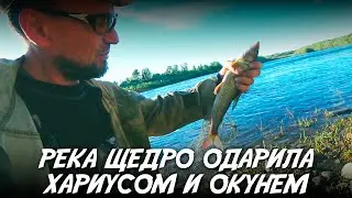 Река щедро одарила хариусом и окунем