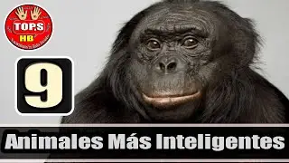 Top 9 Animales Más Inteligentes del Planeta