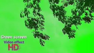 Tree plant Green Screen video Effects || ped ka Green Screen video Effects New green screen effect
