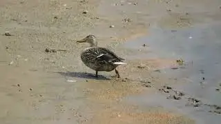 Кряква гуляет в заливе.