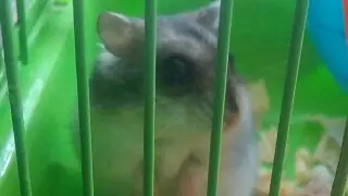 Стрим игры 