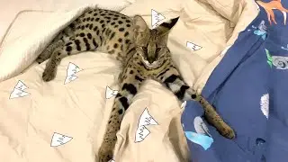 SERVAL TESTS BED LINEN WITH FOXES