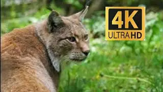 All Big Cat Sounds #animals #viral #cat