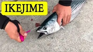 The IKEJIME Compilation. The Right Way to Kill a Fish.