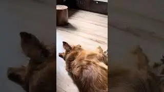 The Golden retriever enjoying the massage | Maza a Gaya | The massage and the retriever