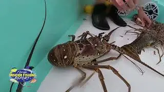 2024 Florida Insider Fishing Report Ep 15 – Lobster!