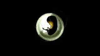 Kahn Morbee - Life In A Bubble (Official Lyric Video)