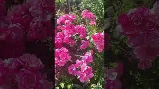 Літні спогади про цвітіння троянд в нашому саду 🌹 #троянди #сади_україни #садовод