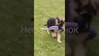 Моёхозяйство щенок немецкой овчарки #automobile
