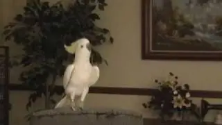 Snowball's Snowy Christmas DVD