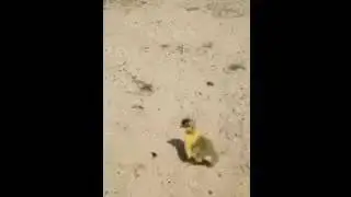 Not your momma lol...newest duckling hatch introduction
