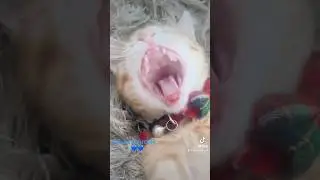 #shorts Cute Kittens Cats Sleeping #kitten #cat #youtubeshorts
