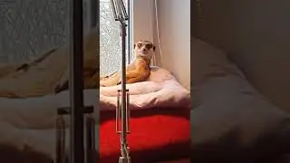 #animals #meerut #funny #сурикат