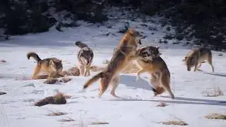 The Snow Wolf