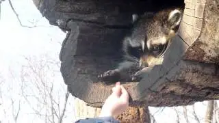 Милый енотик протягивает лапки ^^