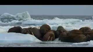 WALRUSES & POLAR BEAR IN PACK ICE