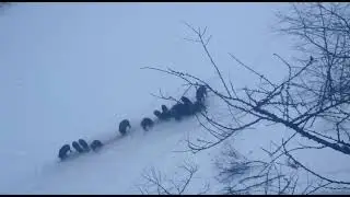 вовремя кормления, дерутся и гоняют, друг с друга.