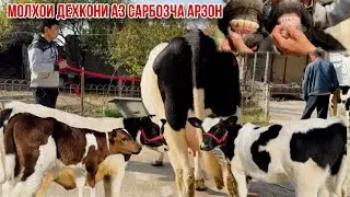 Моли Бугуз оча бача Гусолаи зоти шири🇹🇯29 октября 2024 г.