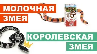 Keeping Milk and King Snakes at Home